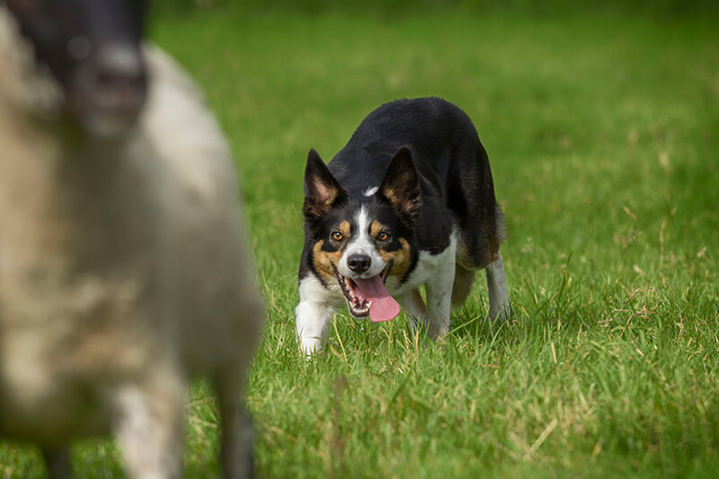 Hundeausbilung bei Schaf-Land - Abby Arbeitshund