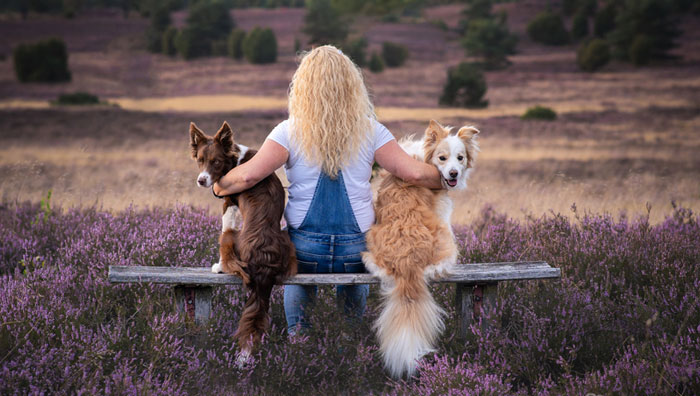 Gala Programm /Border Collie Show von Schaf-Land