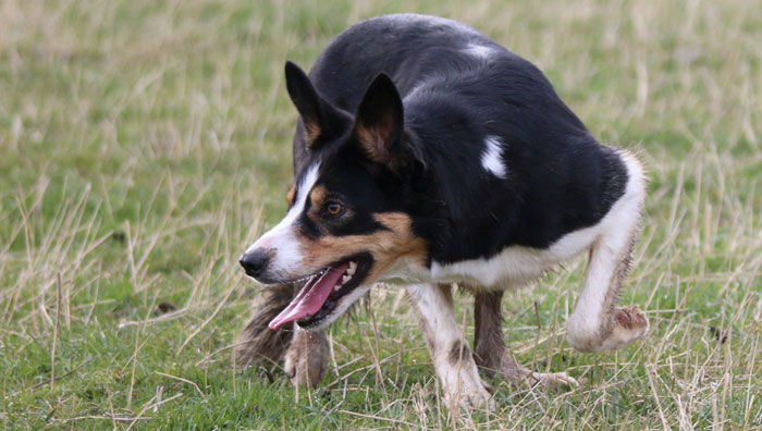 Arbeit mit Hütehund 2