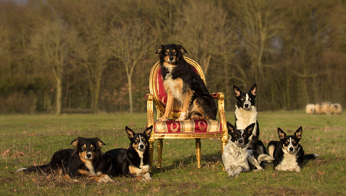 Arbeit mit Hütehund