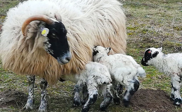 Lamm-Zeit bei Schafland